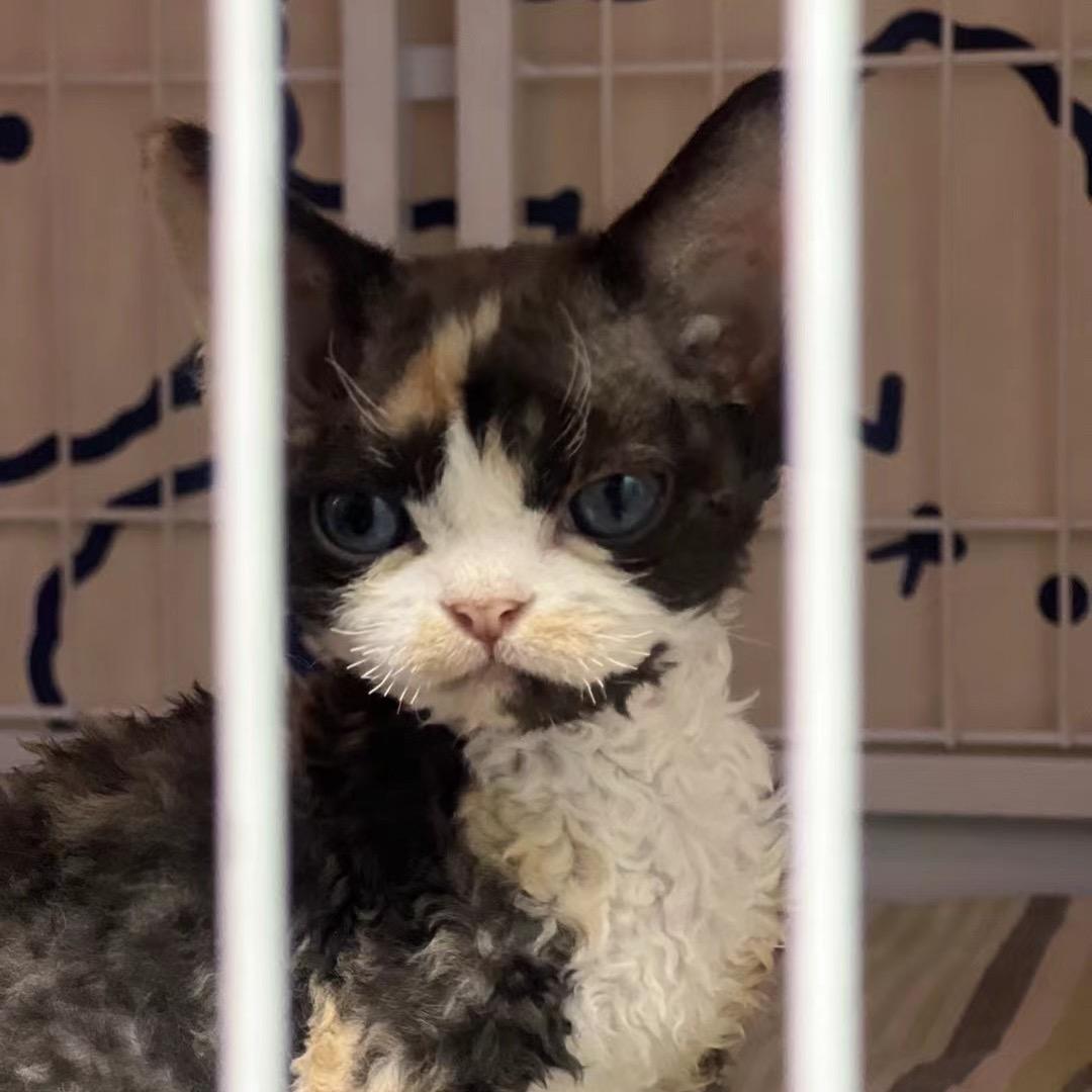 小猫秀德文猫舍🐱