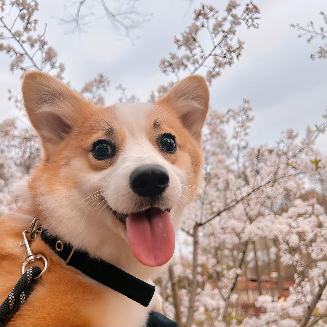 @阿鱼