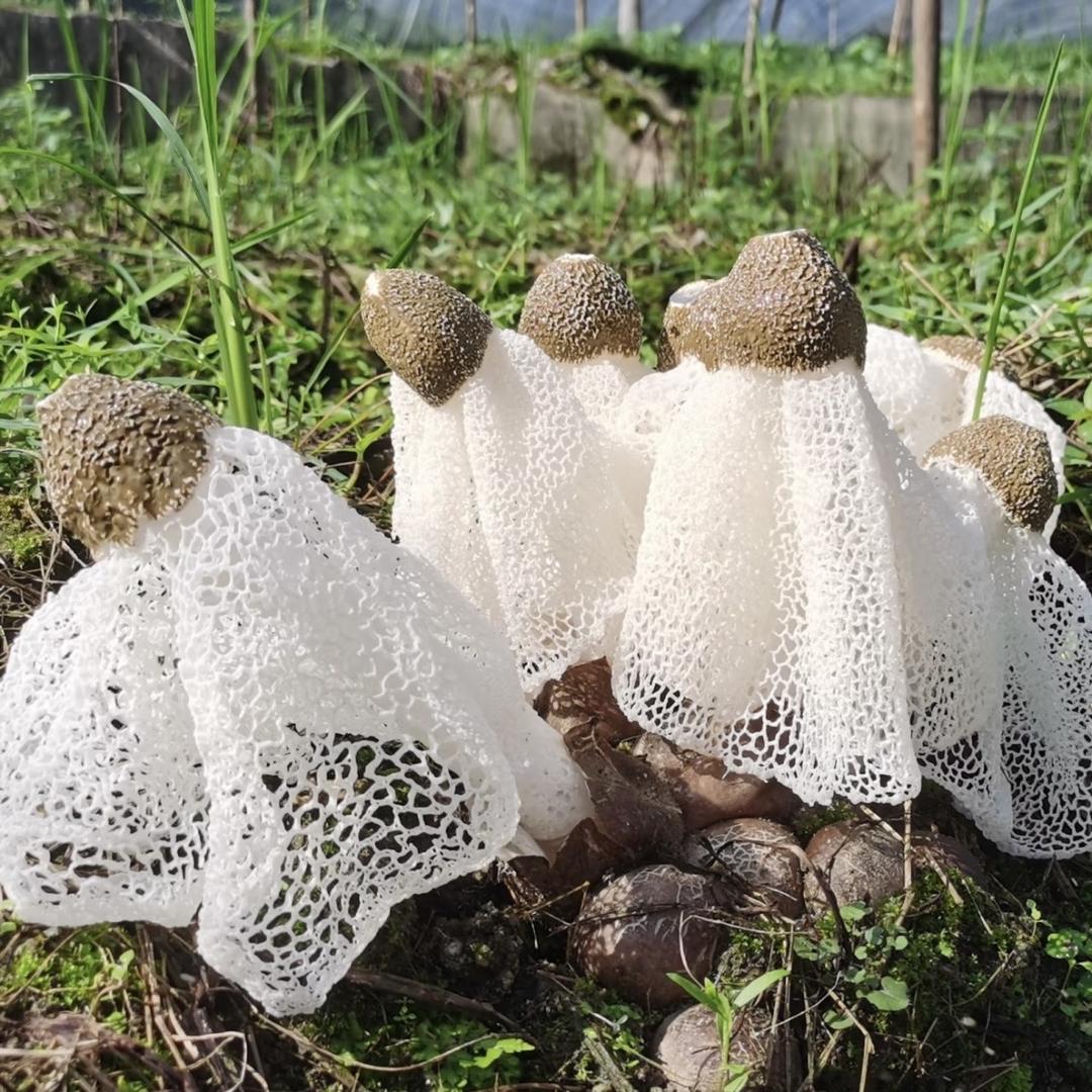 家里种竹荪的菇农