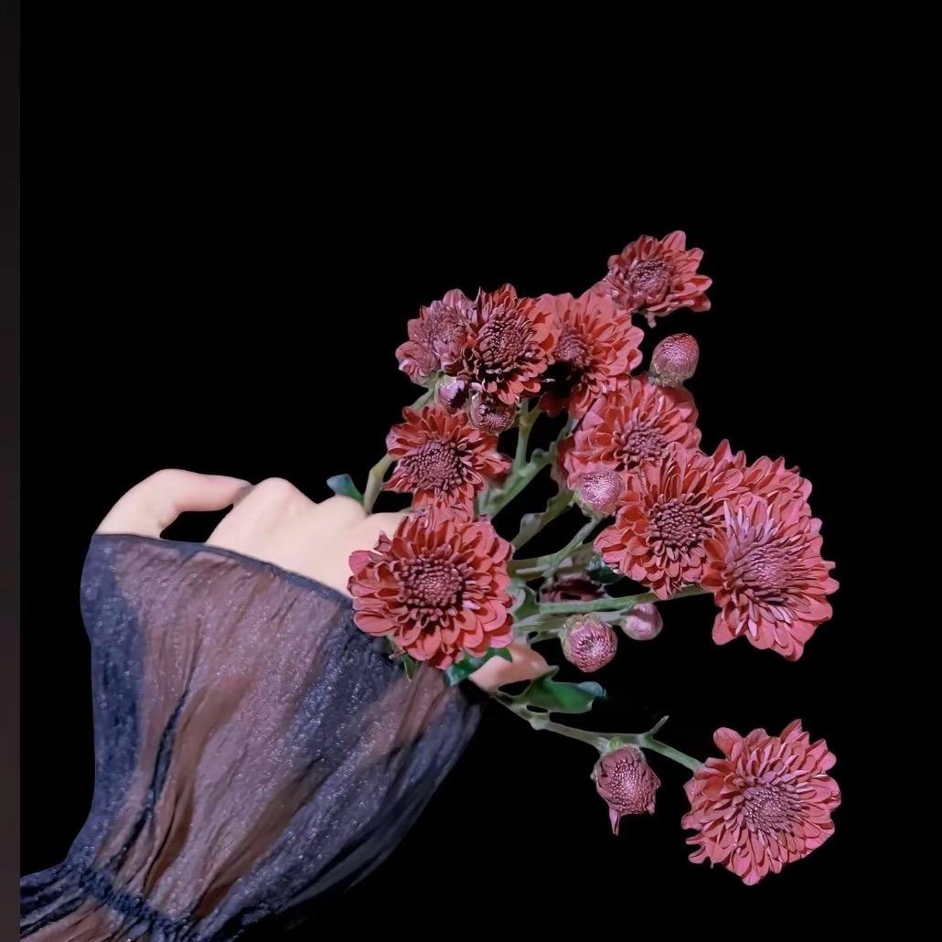 是菜菜呀