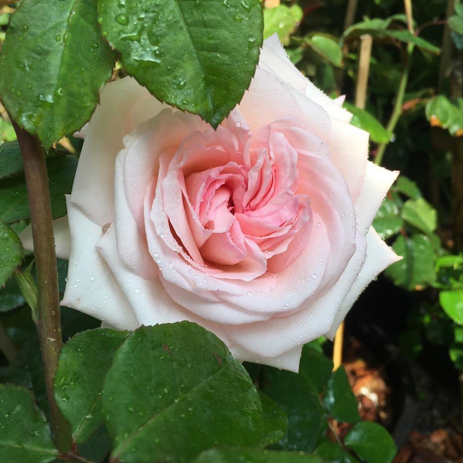 爱月季的刘茉莉