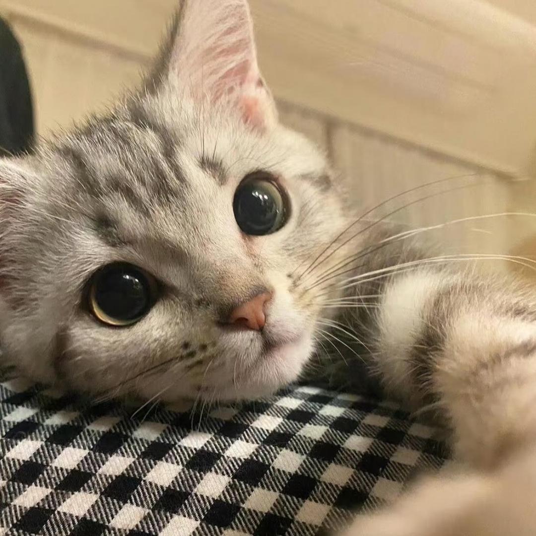 小狗爱吃鱼🐟