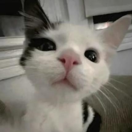 宇宙无敌霹雳娇娃（仅差800分神话）