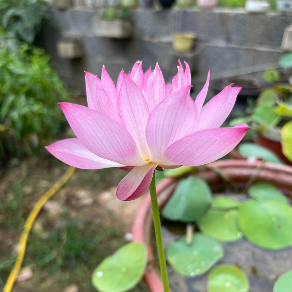 荷季碗莲