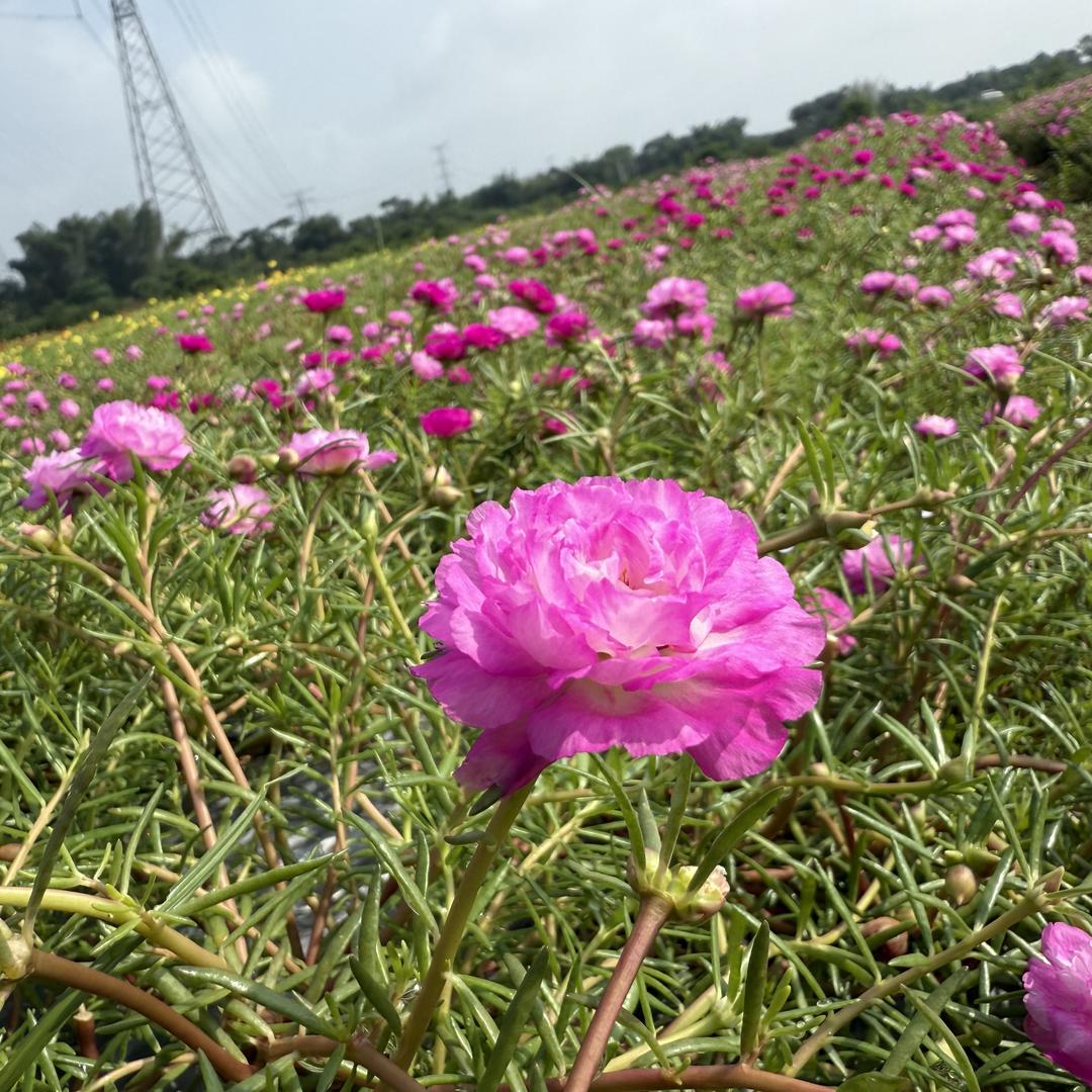 ST花卉