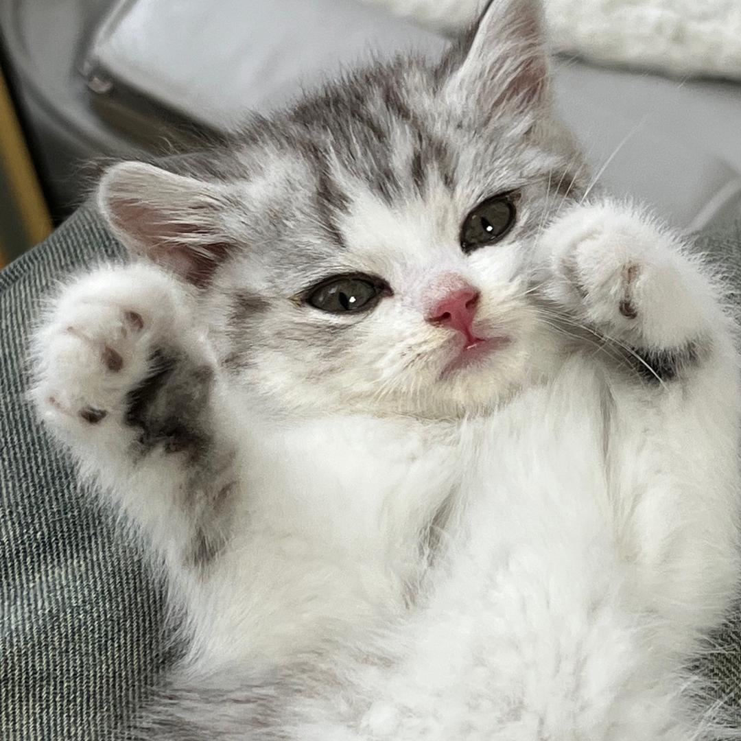 POPOCOLA宠物囤货站