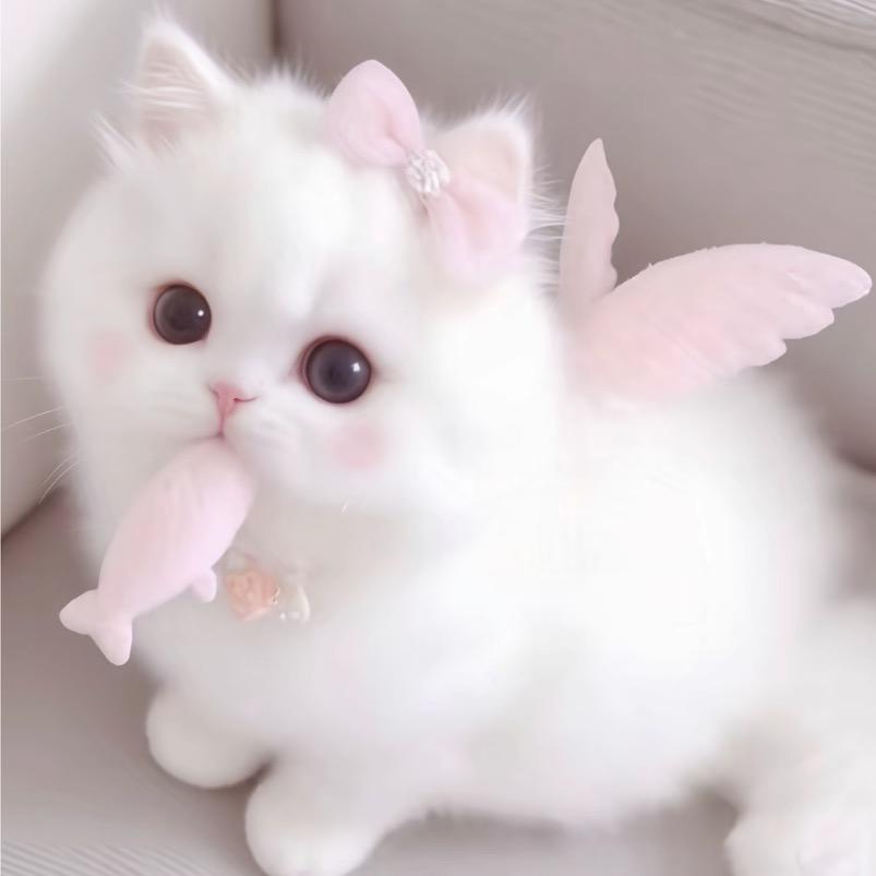 小鱼