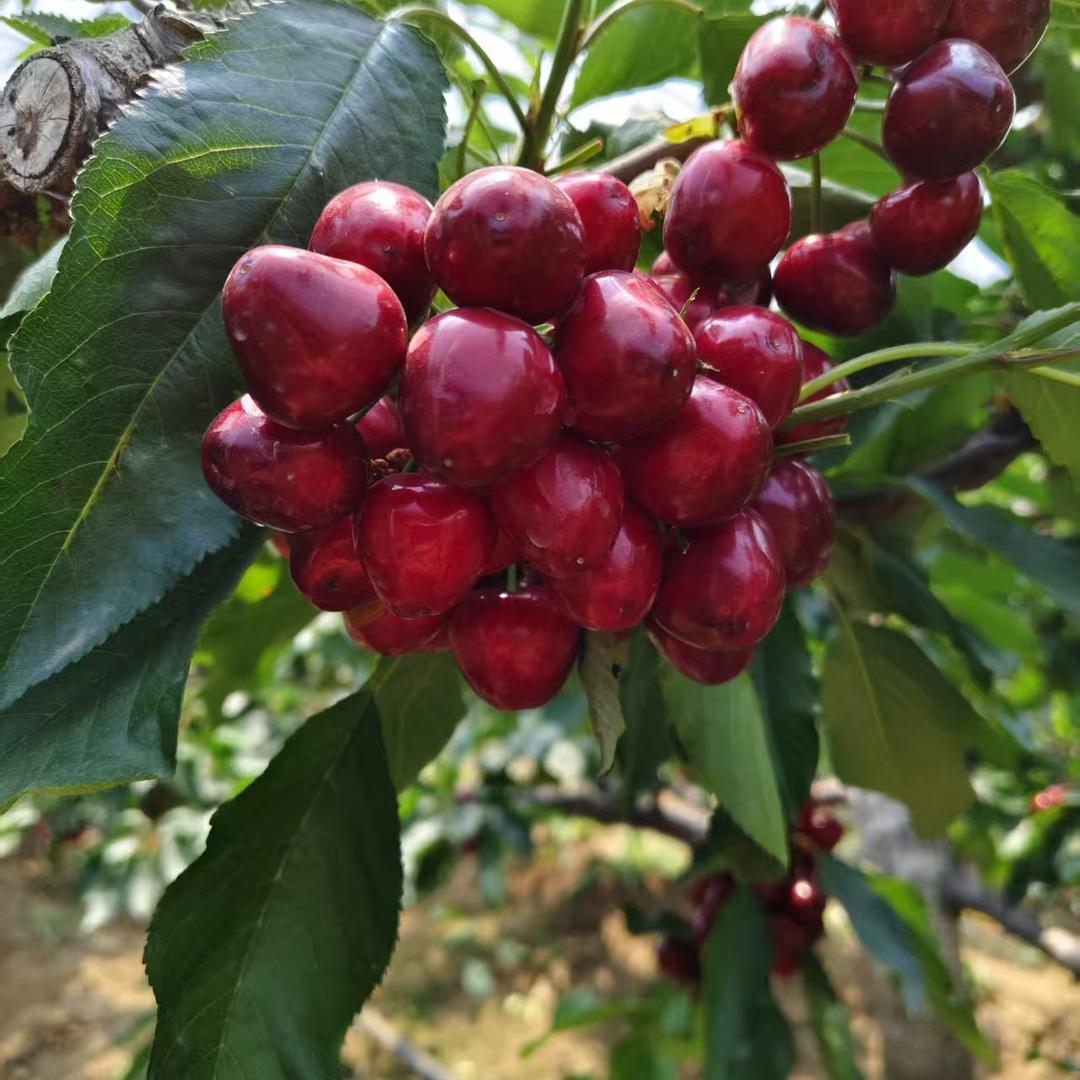 HBBL日鑫果树苗木专卖店