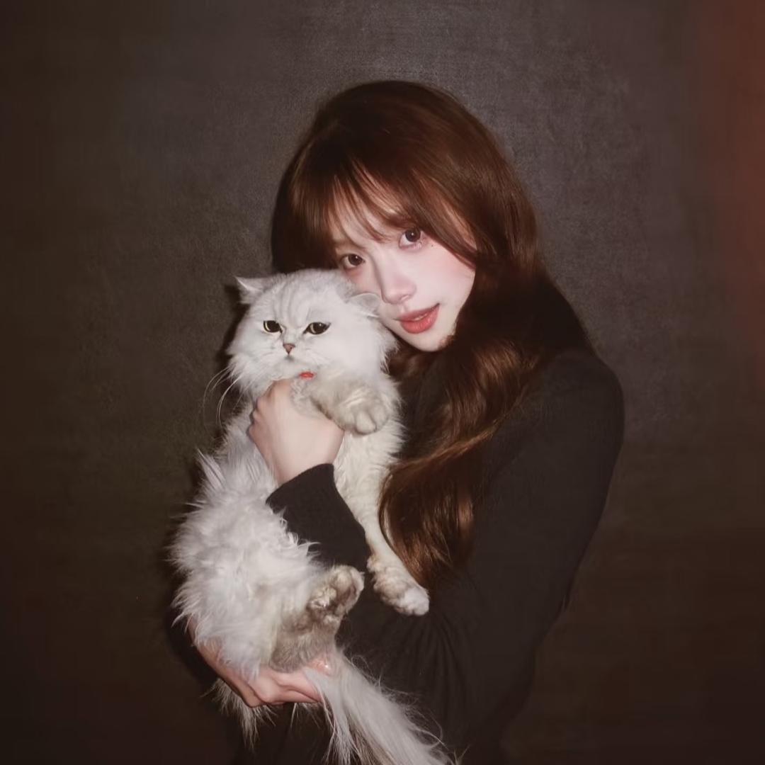 懒猫