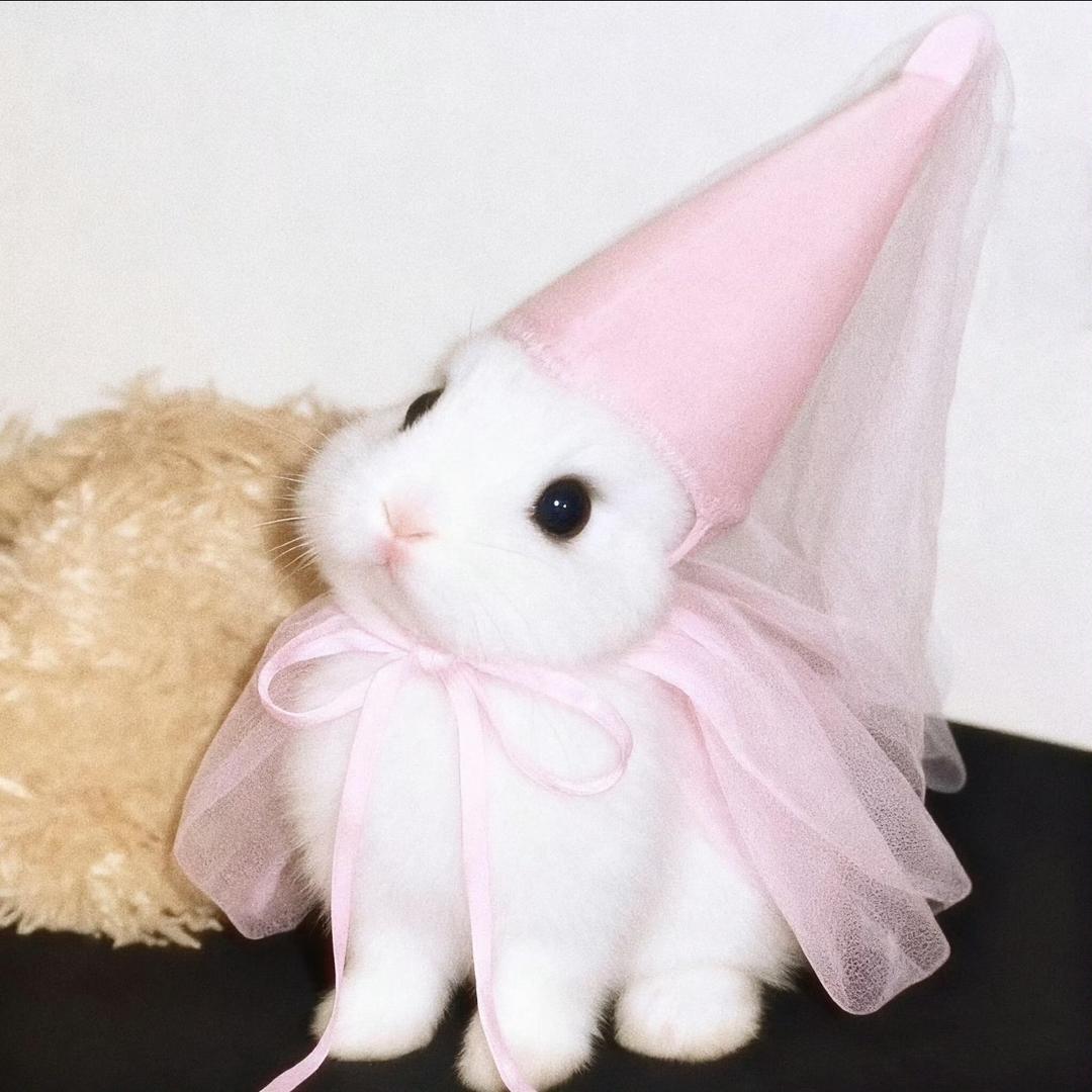 兔咪🐰