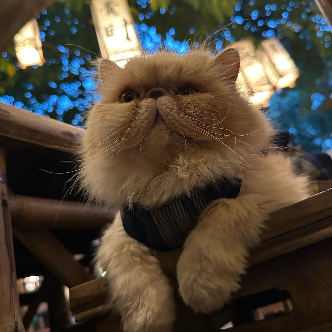 💛刘亦菲
