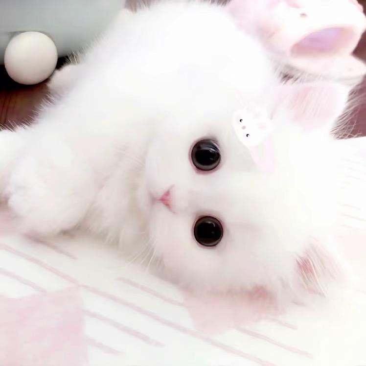 掉（见过主任版）