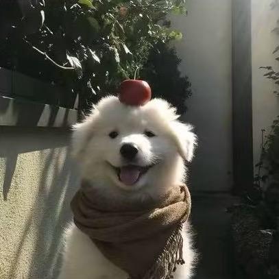 枫、