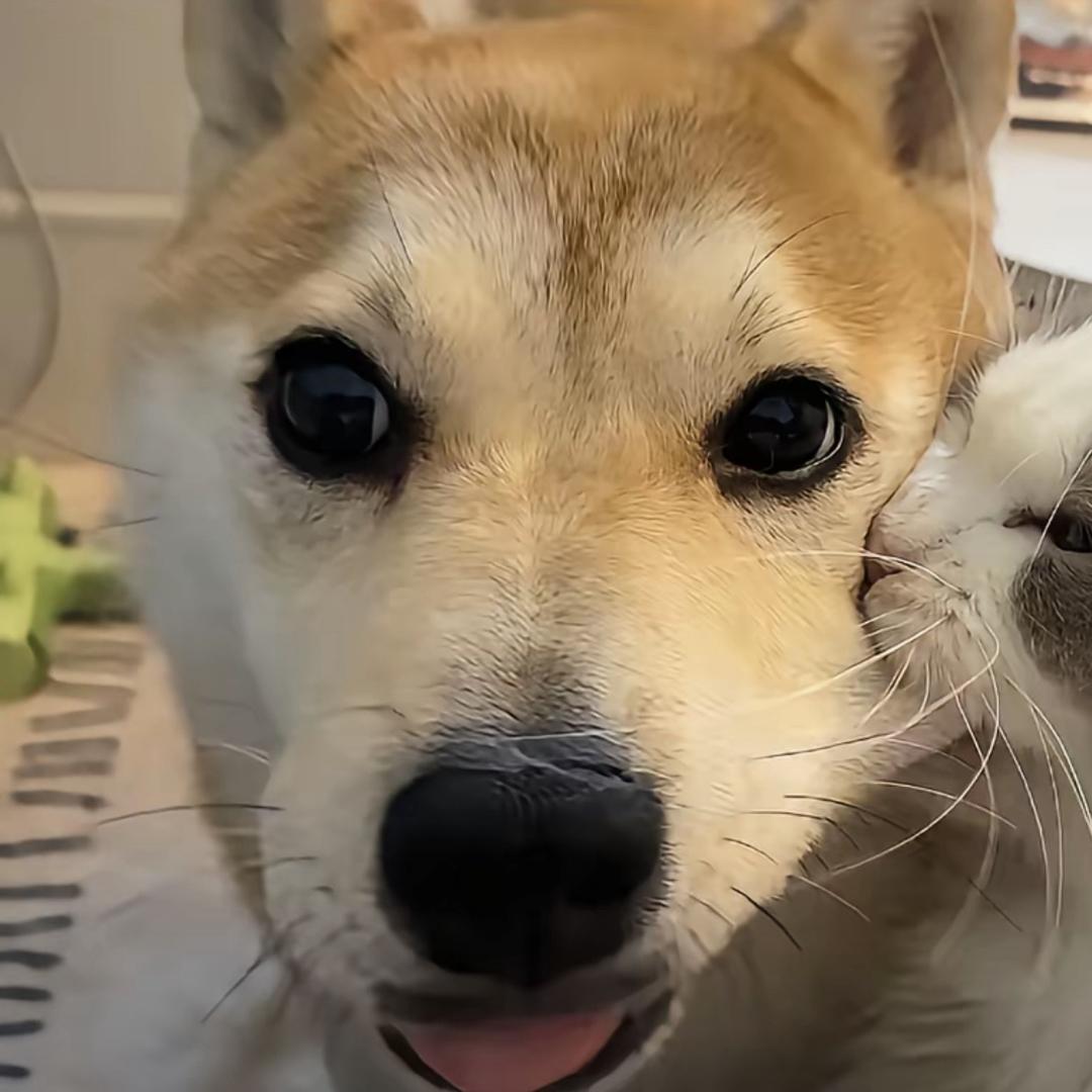 变成一棵树吧