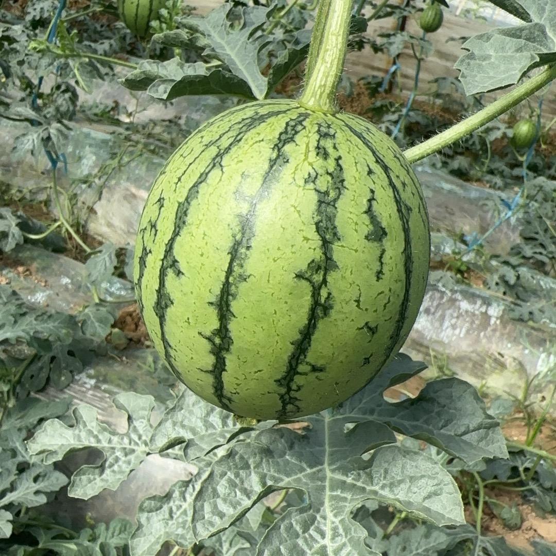 不爱种地的杨丝～