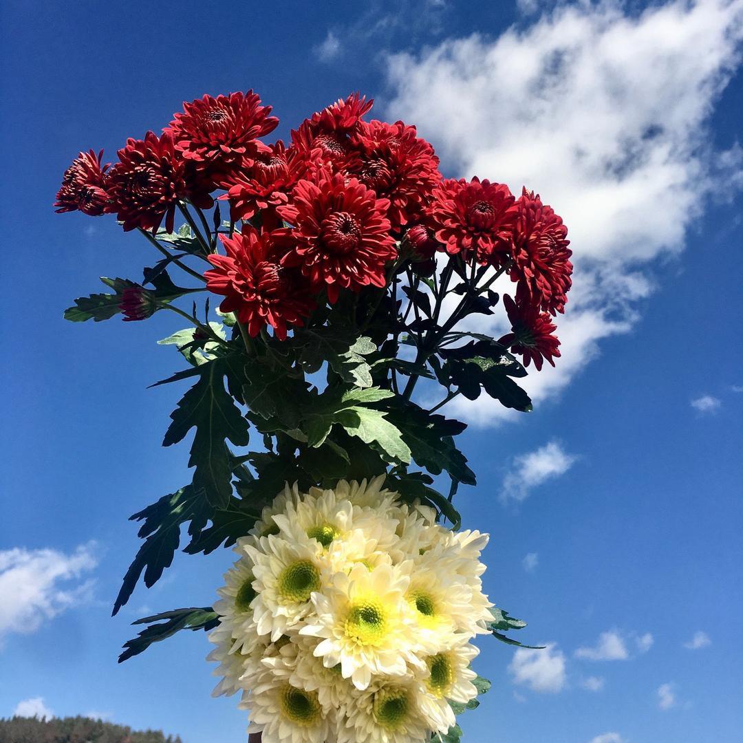 云蒙花卉