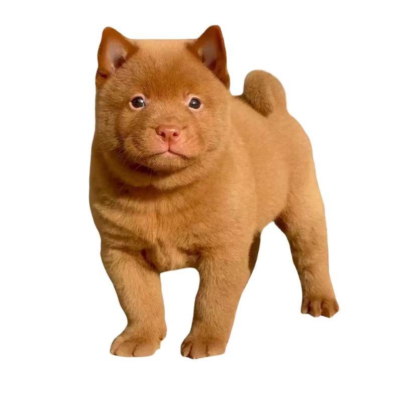 童年家的田园犬