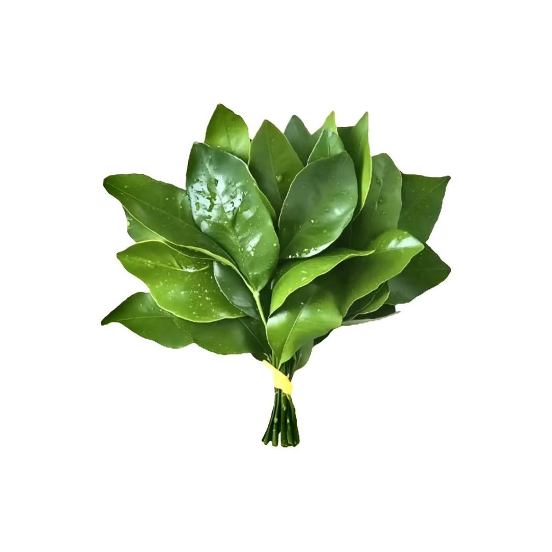 茶茶酱🍵