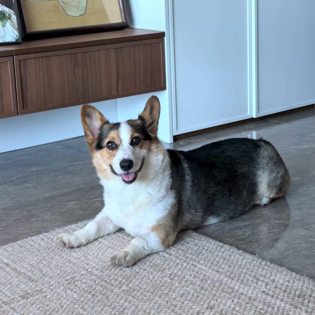 一只爱笑的三色柯基