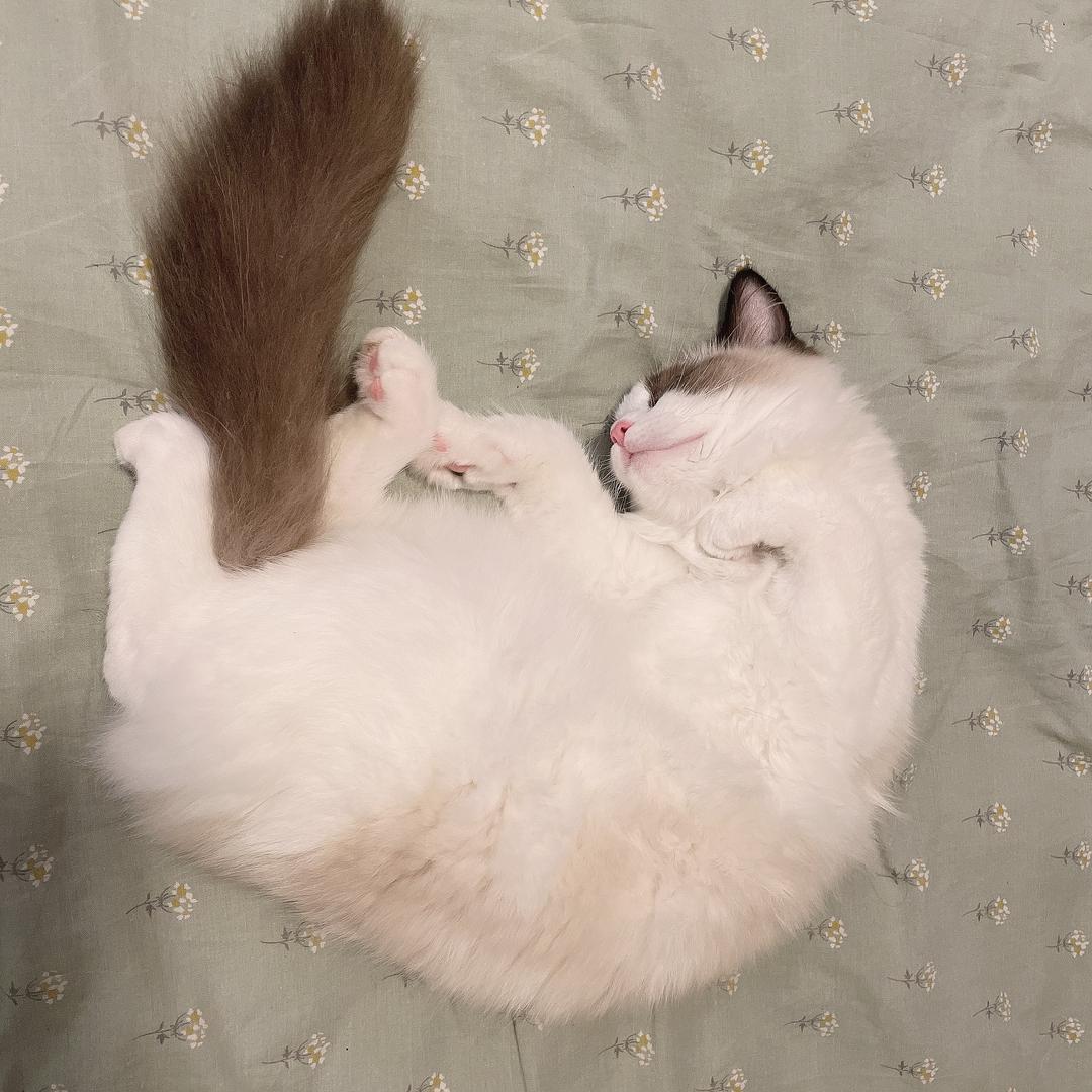 可可爱爱小小pp