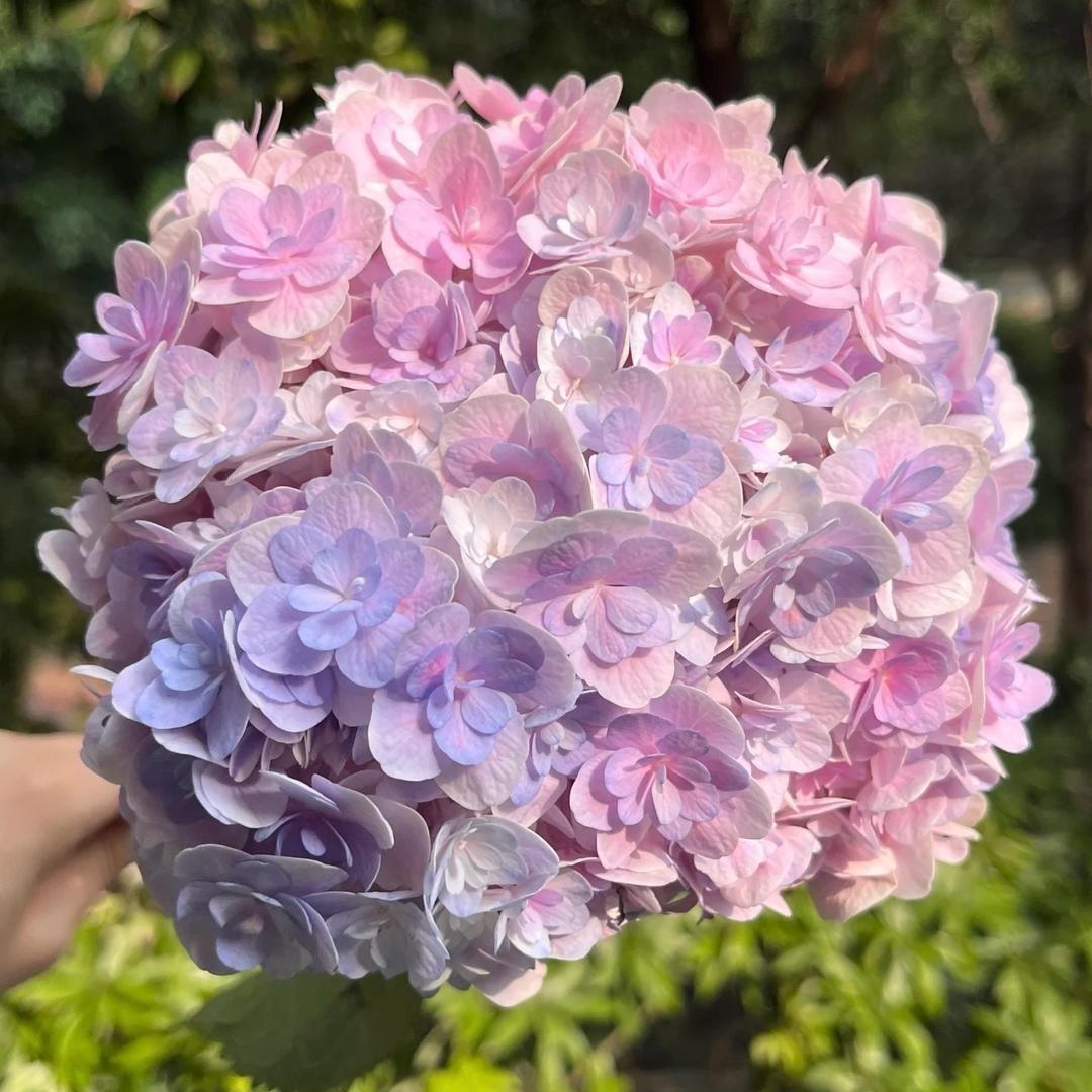 小蜜蜂花卉坊