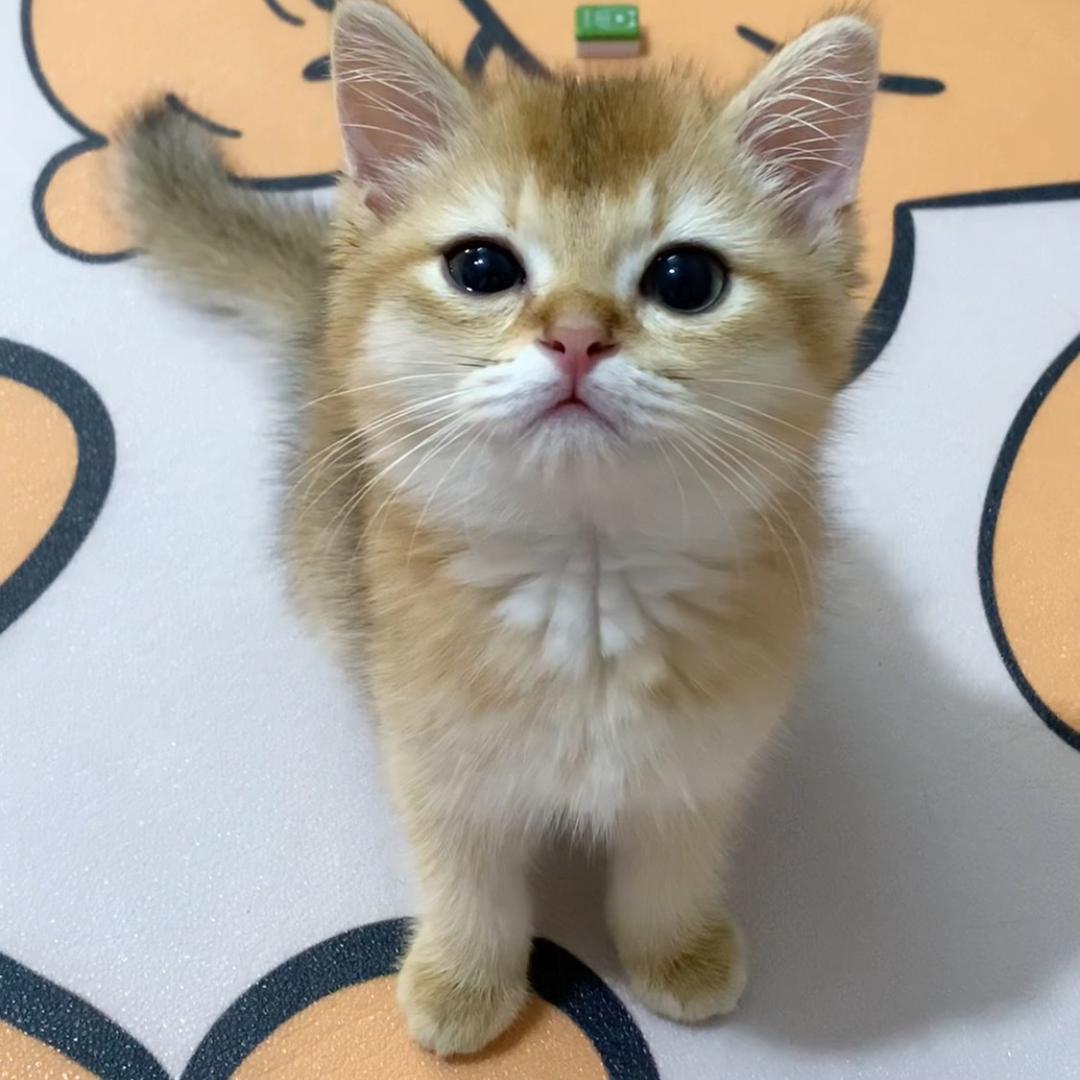 胖虎不虎🐯
