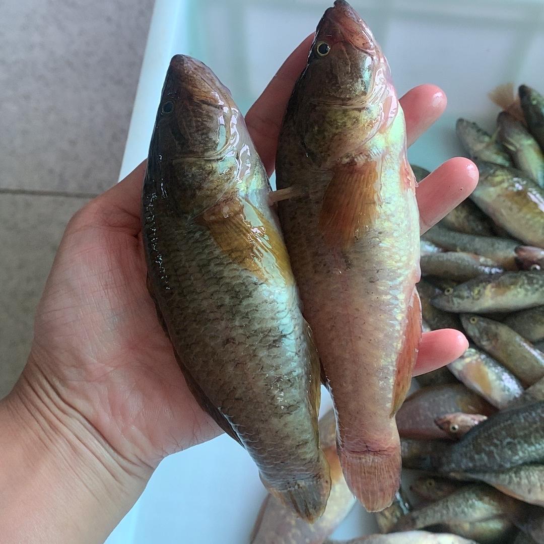 东北正中特产鱼