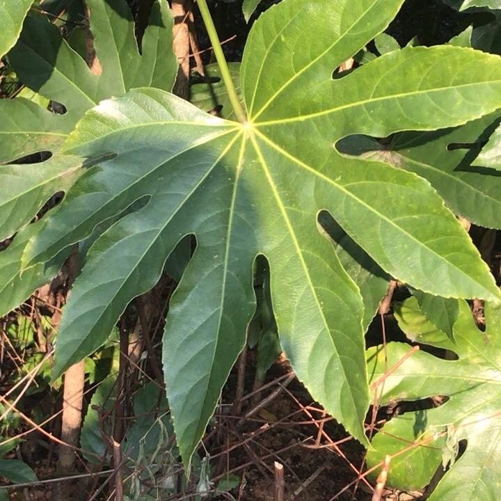 半世浮云