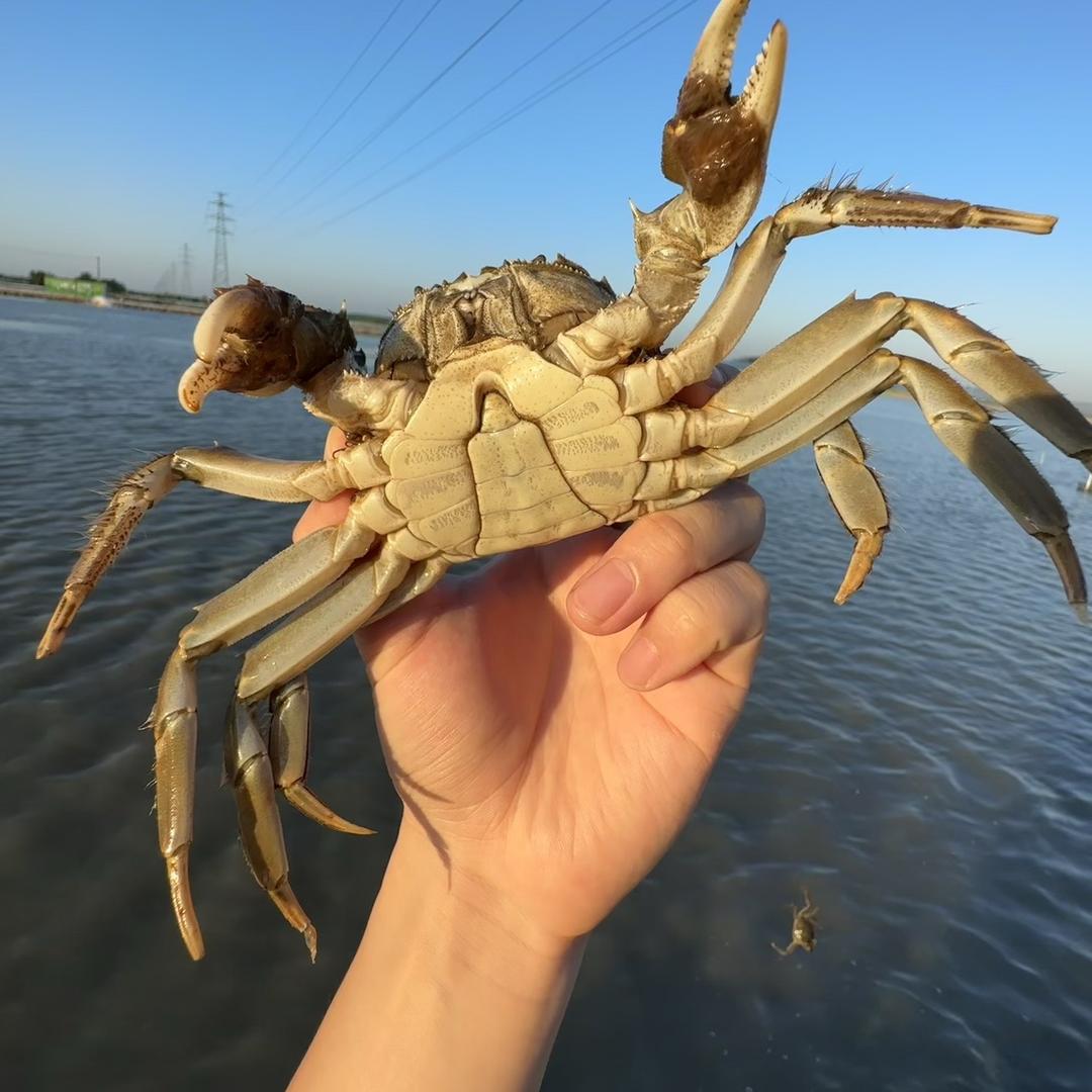 小阿潇大闸蟹