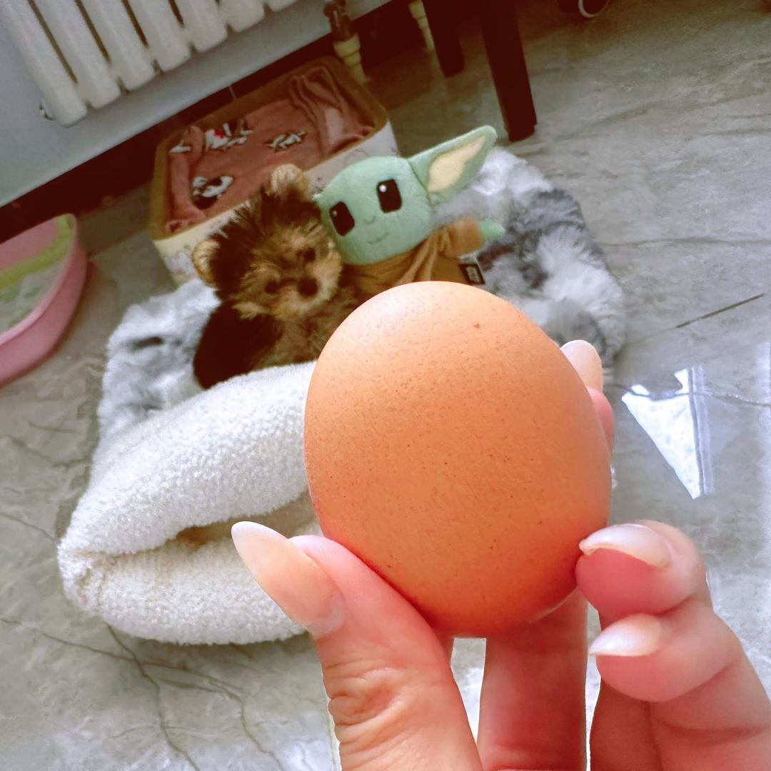 （迁月）公主👑蛋蛋美少女～🐶约克夏哦