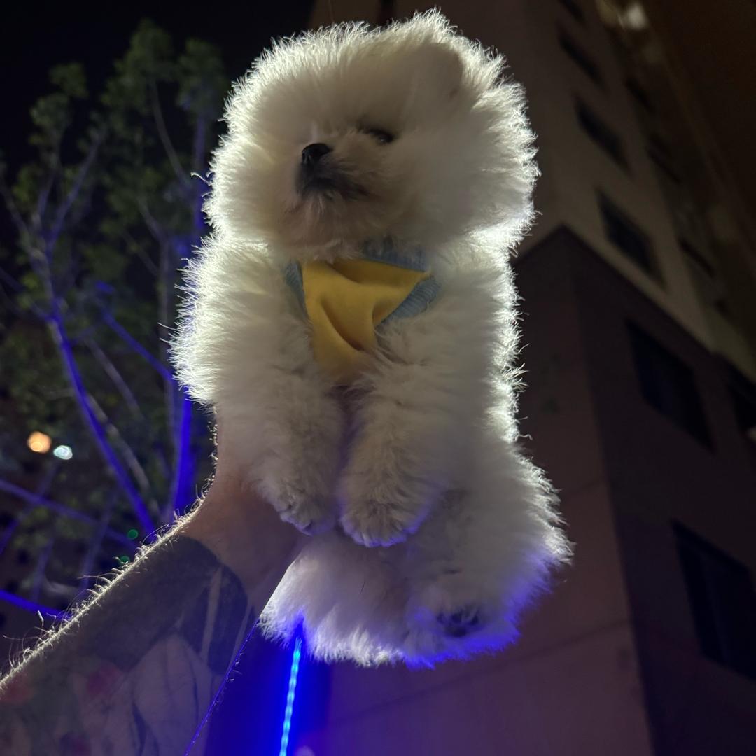 一个卖手机的劳力📱