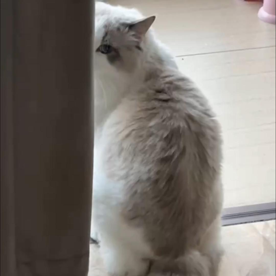 梓