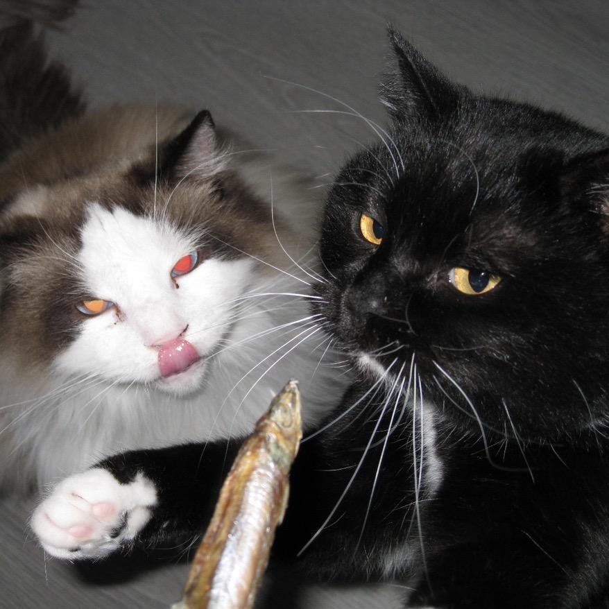 梅柚猫饼