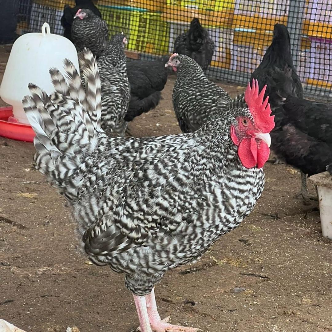 🐔禽类鸡苗孵化基地