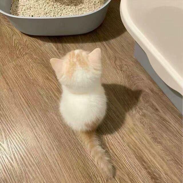 我是一只小猫