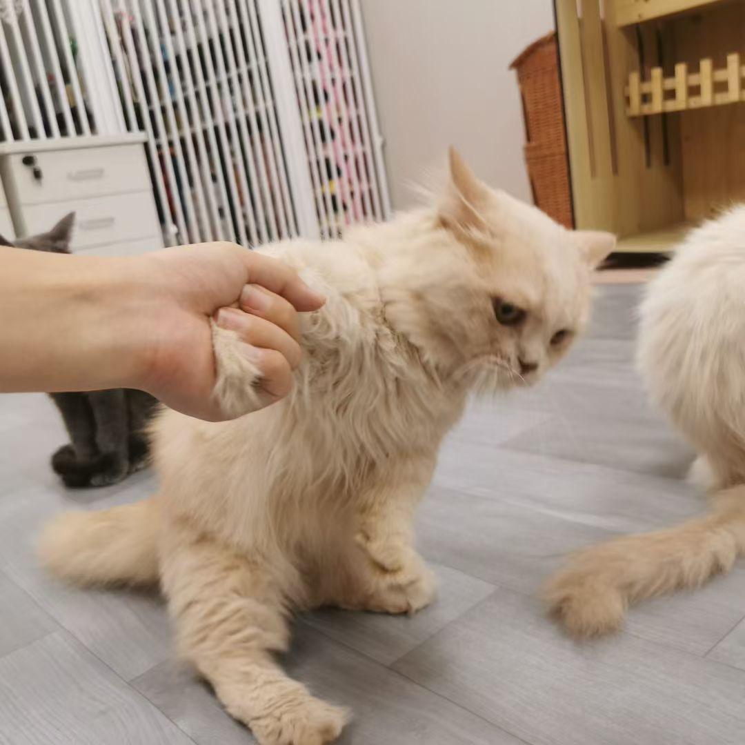 养猫怎么会不快乐