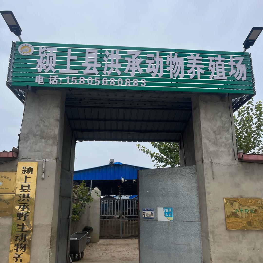 养鹿林姐