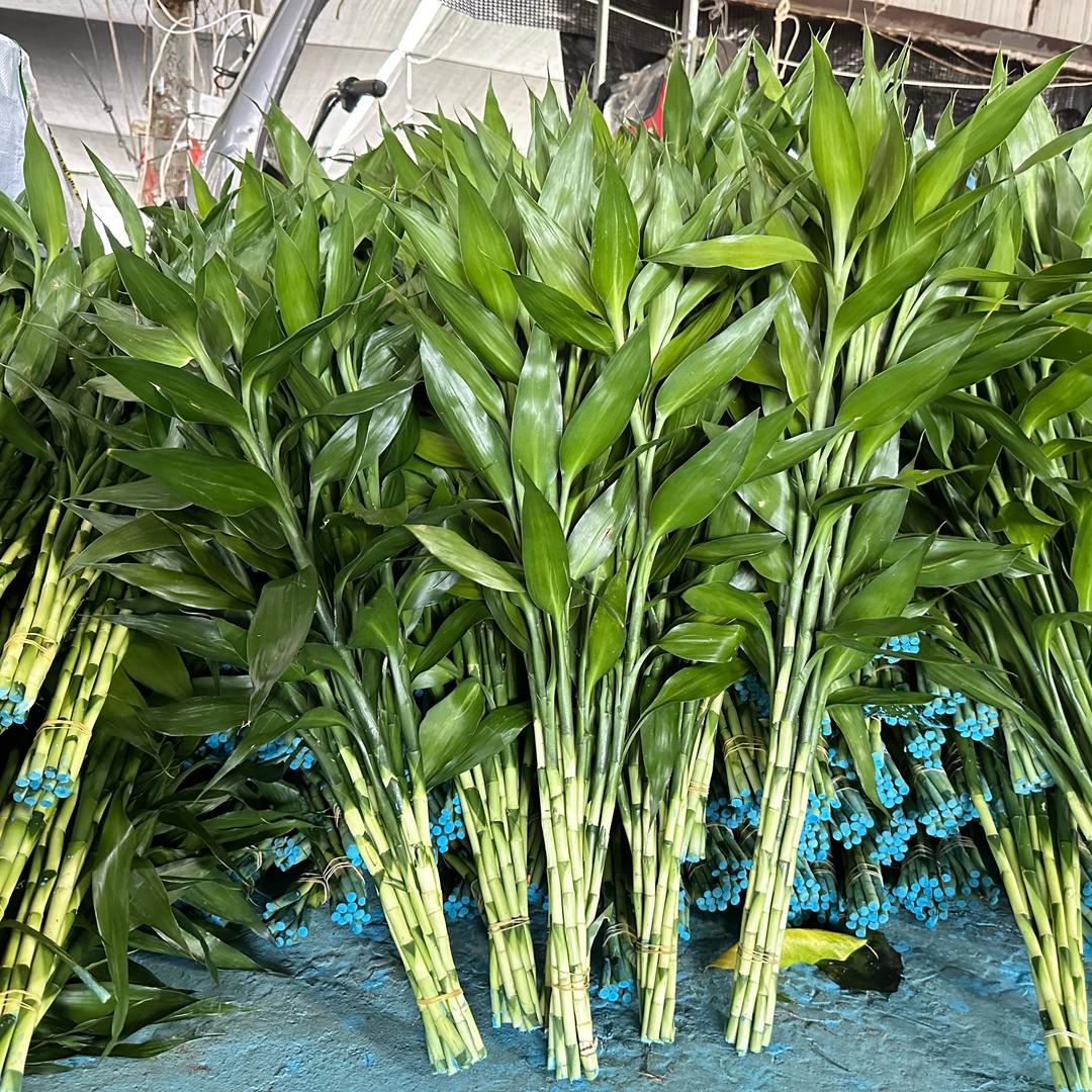 花草为伴绿植店