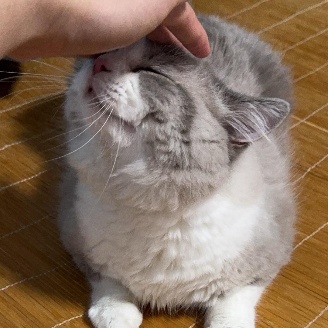 小猫当官