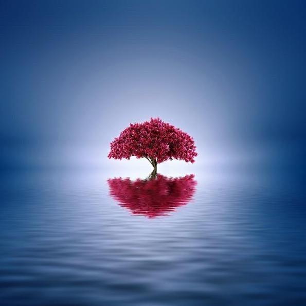 一亩花园（富贵籽）