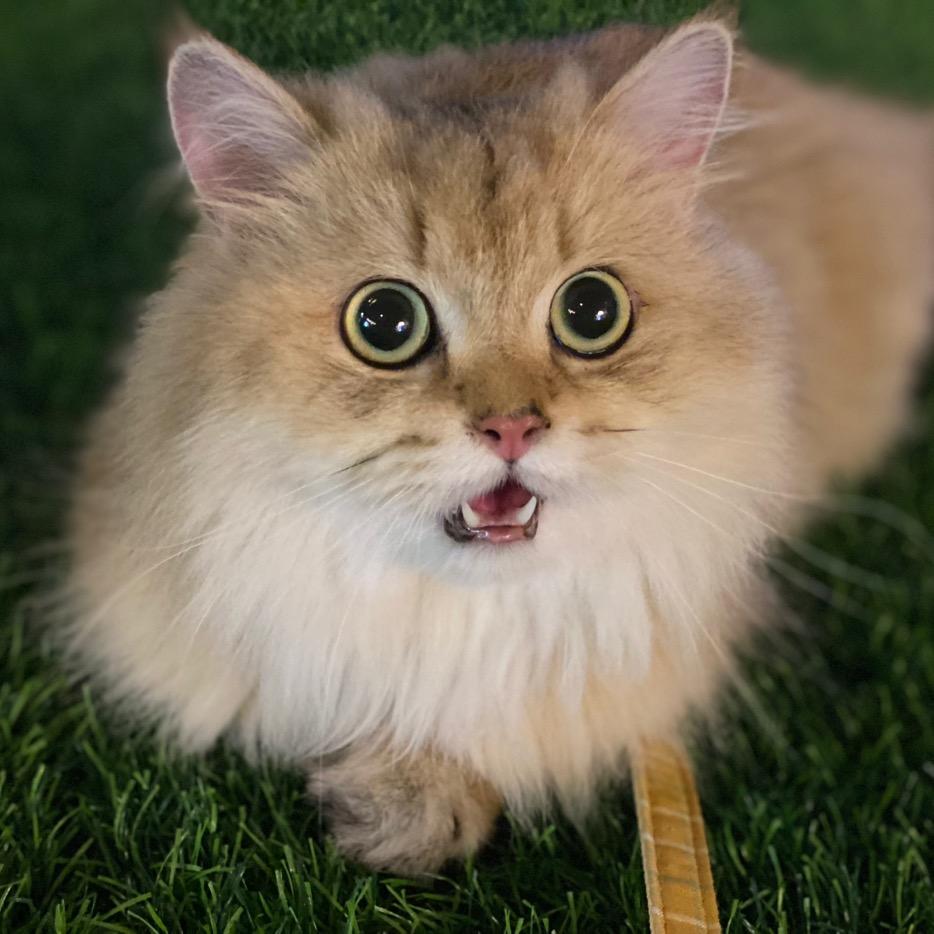 猫本喵本猫
