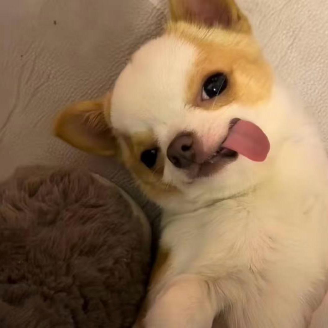 灰灰