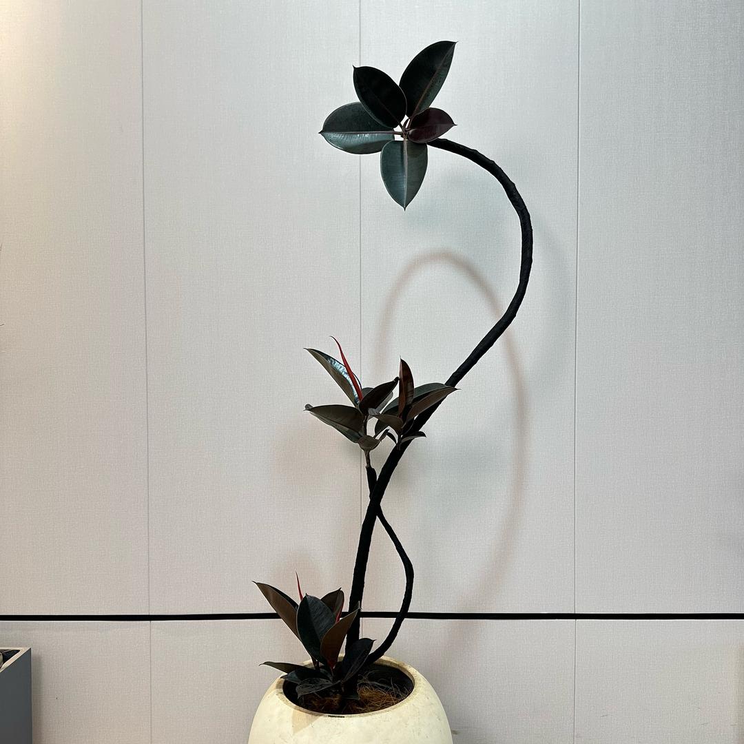 牛仔后花园（绿植）