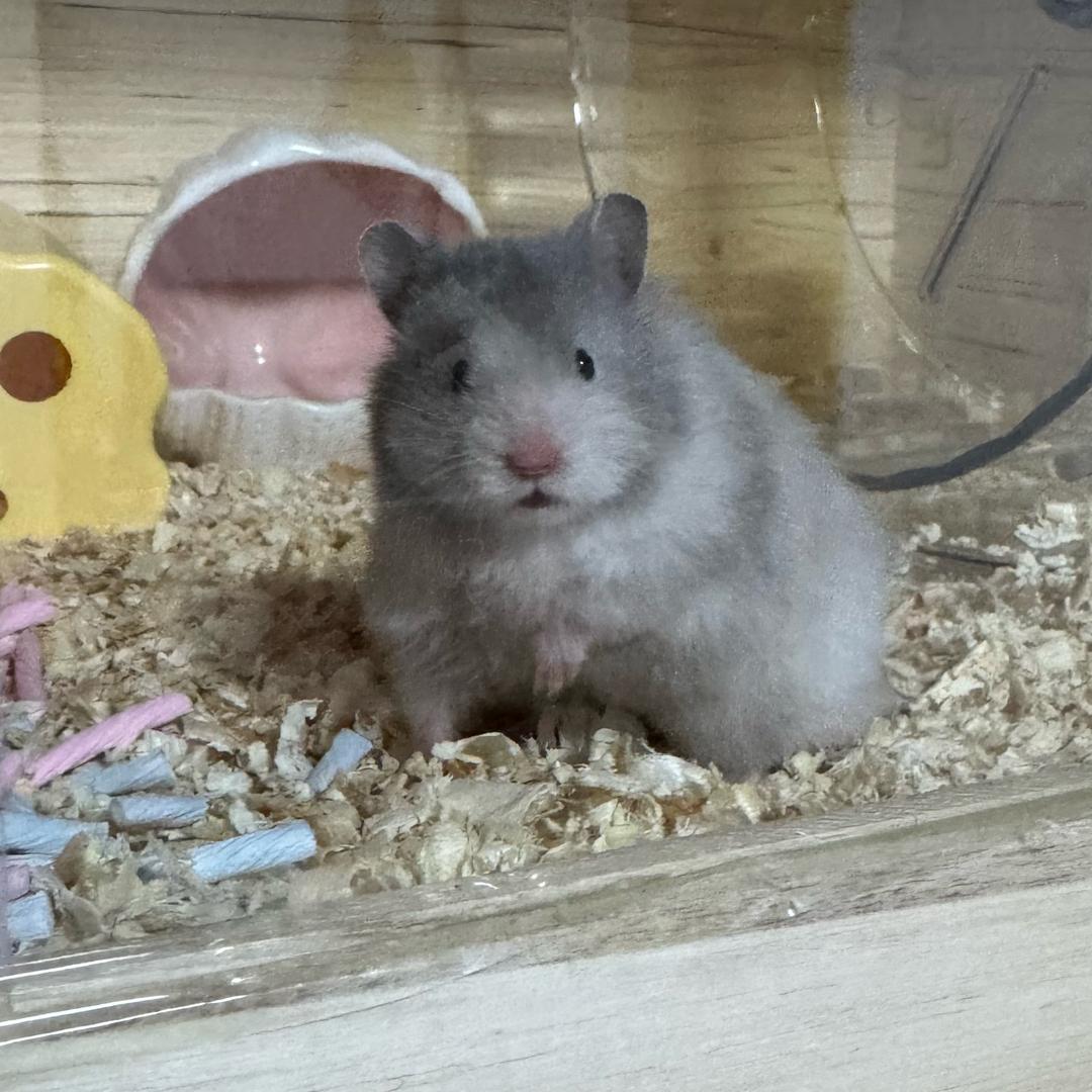 丫蛋儿和饼干🍪