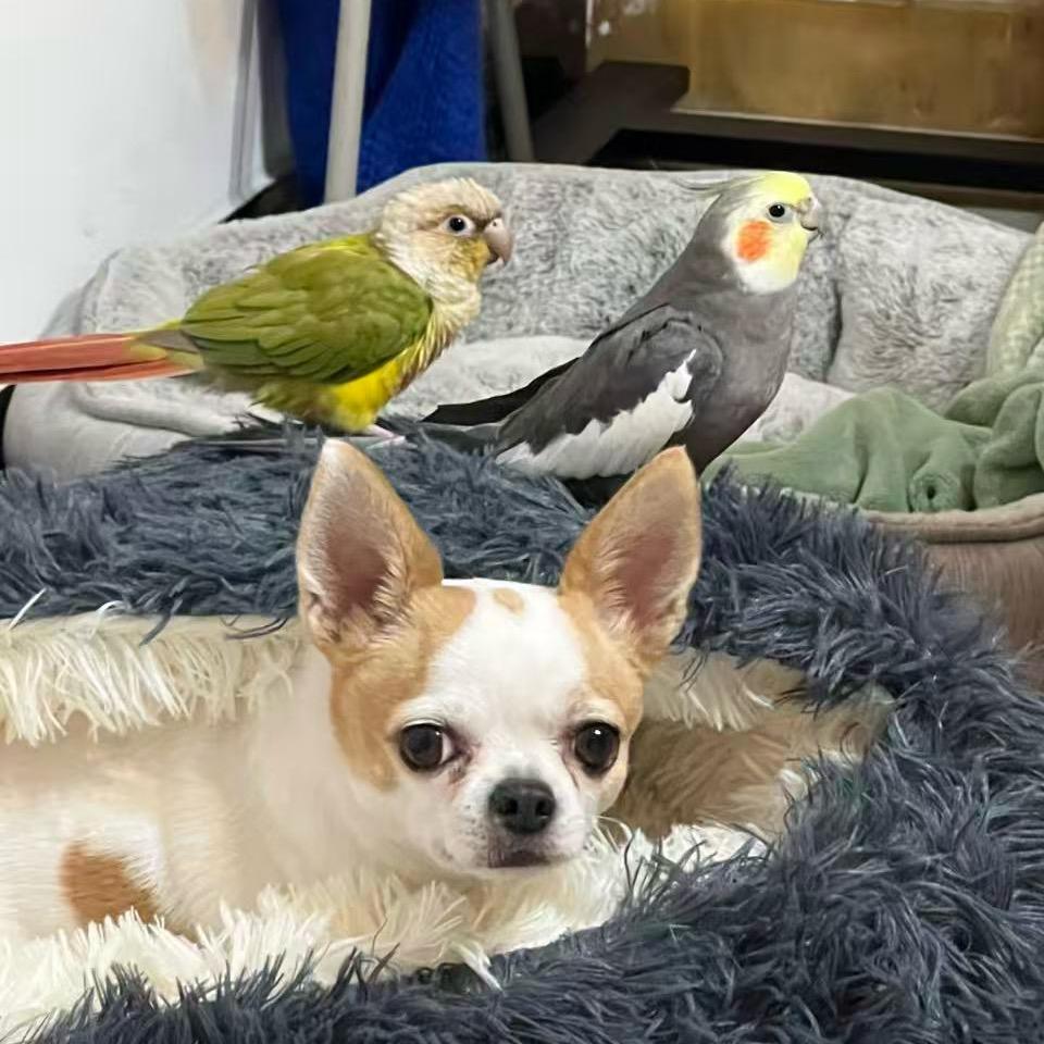 UU的鸟宝狗宝福气满满