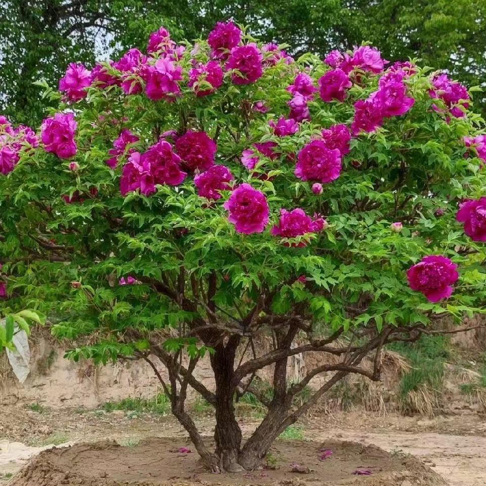 百年紫斑牡丹牟中祥