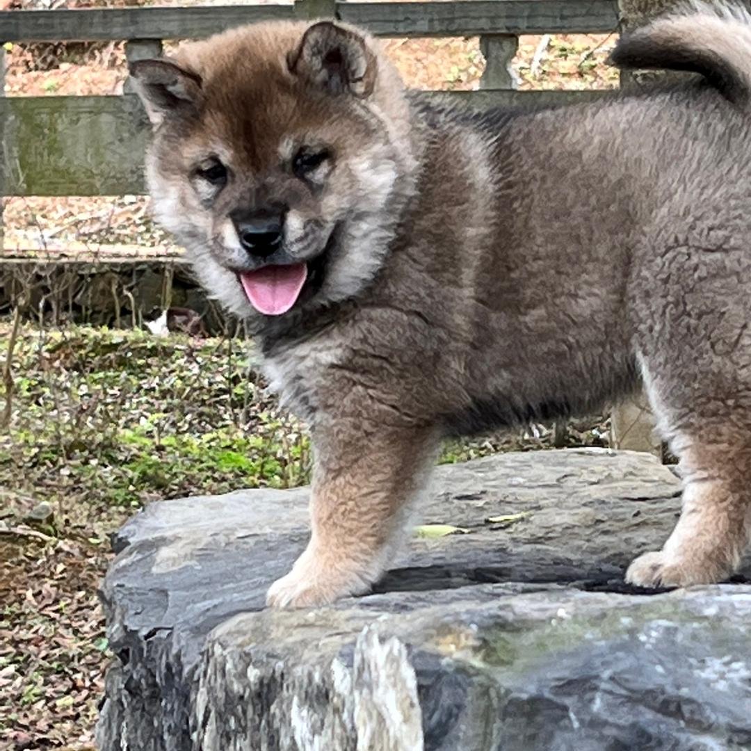 中华田园犬萌宠（看置顶第一个视频）