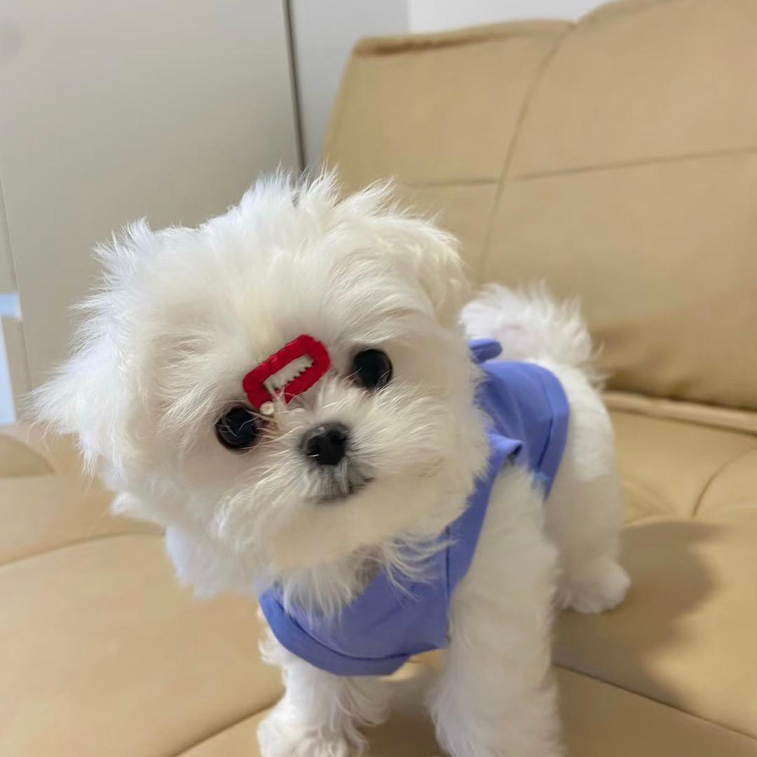 马尔济斯（买🐶丝聊）