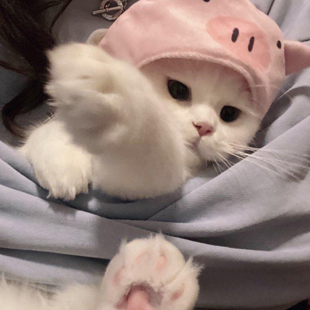 猪仔没睡醒