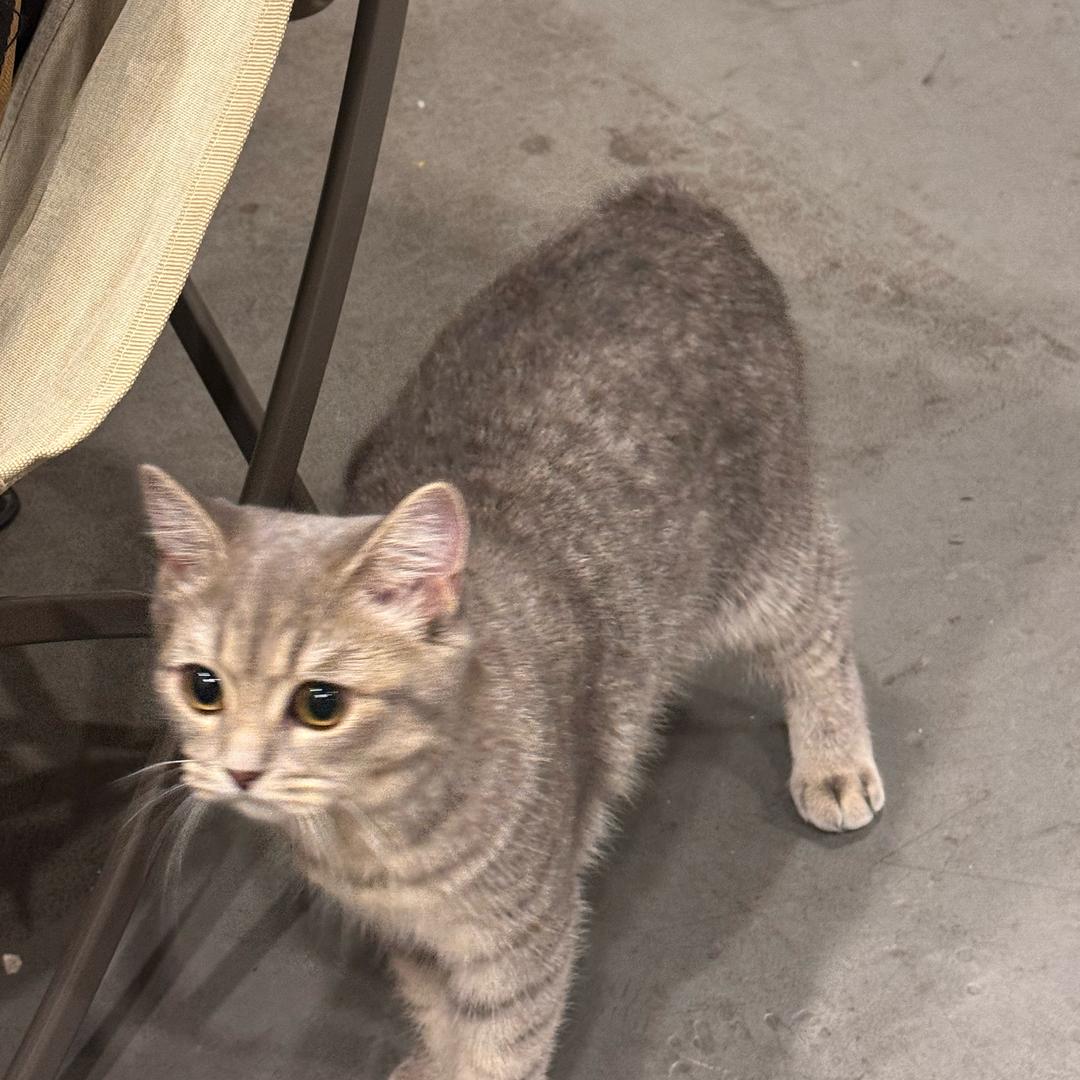 小狄别掉头发啦